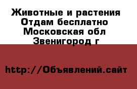 Животные и растения Отдам бесплатно. Московская обл.,Звенигород г.